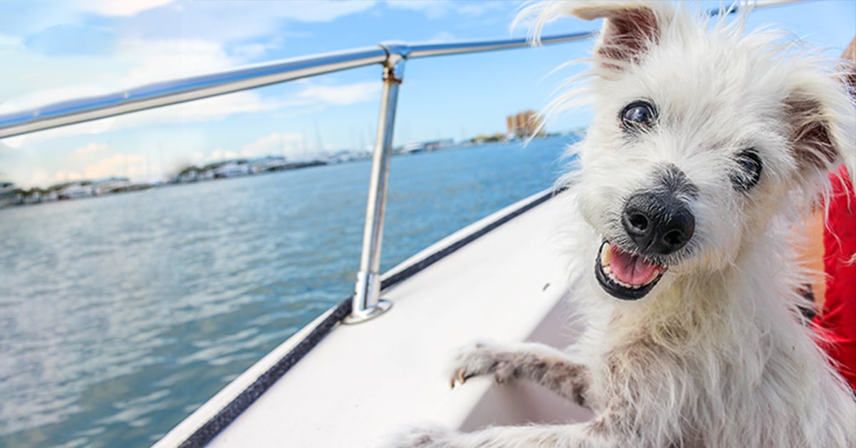 VetHelpline dog on a boat-1