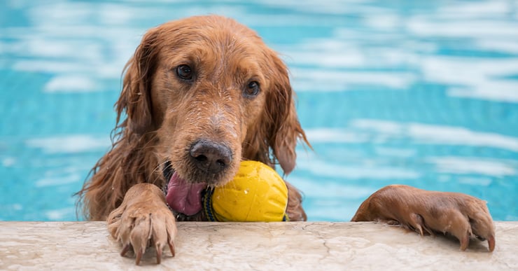 VetHelpline dog playing in the pool-1