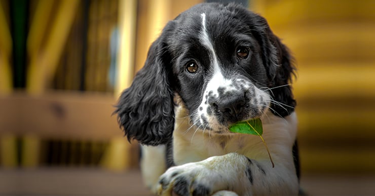 VetHelpline dog with leaf in mouth-1