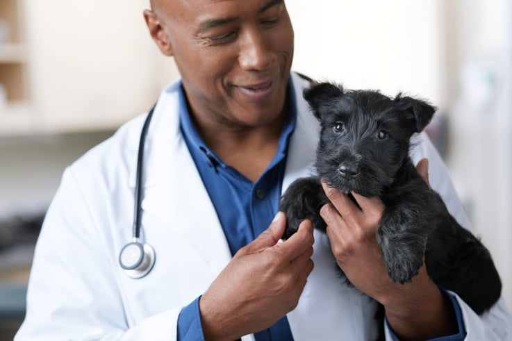 Veterinarian is holding a small, black dog