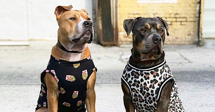 Wag City pet clothing