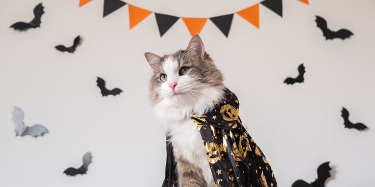 Cat wearing a cloak covered in pumpkins sits in front of a wall covered in Halloween flags and bats