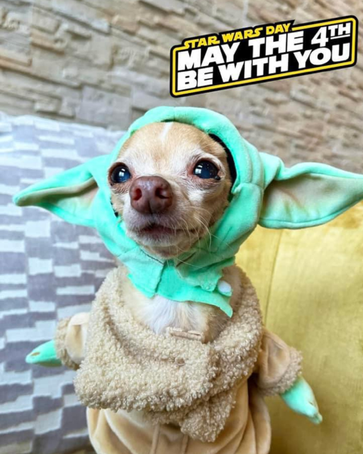 Chihuahua with yoda ears