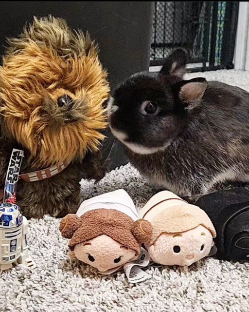 bunny with star wars plushies