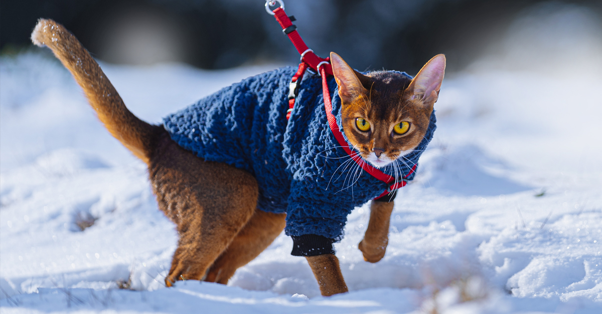 Cat in a sweater on a leash in the snow