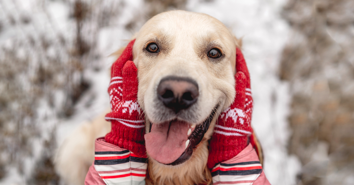 Golden retriever smiling between mittens