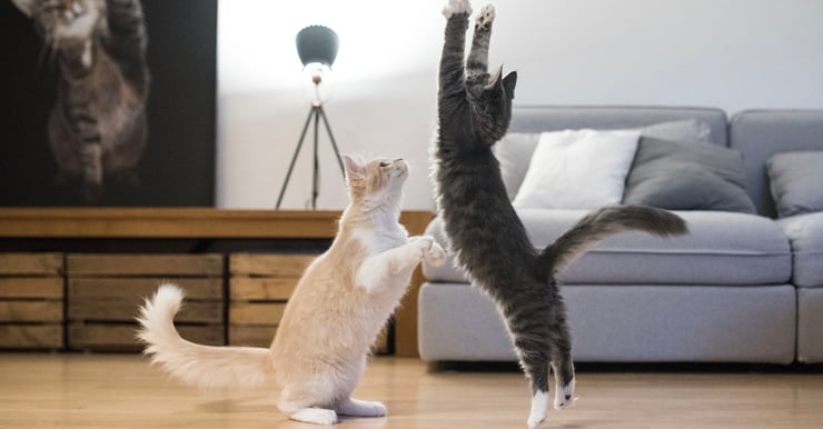 two cats playing