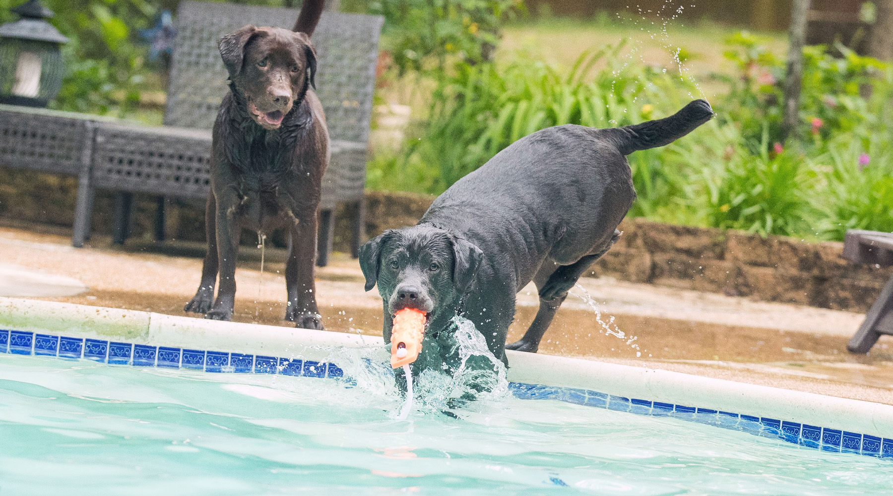 Pups Grayson Haze and Ginny play in the pool