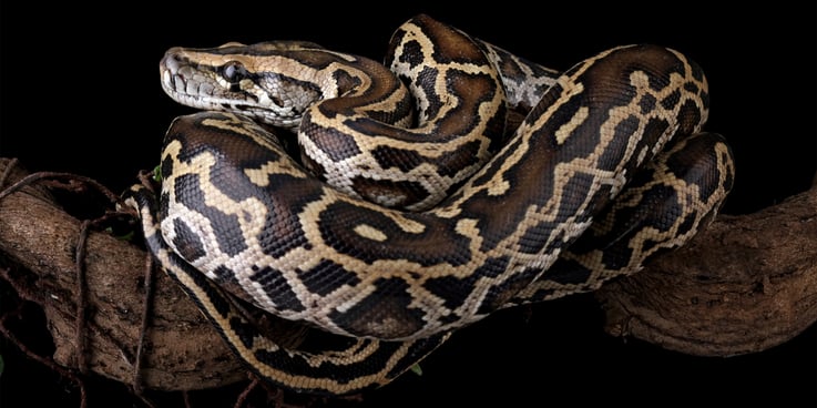 Snake curled up on a branch