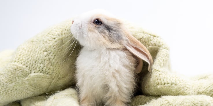 Rabbit under a blanket