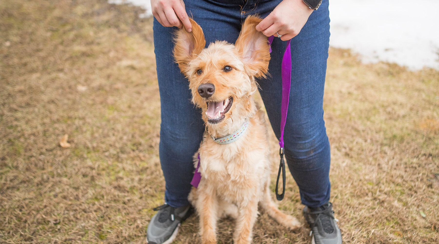 Close up of goldendoodle smiling while her ears are held up by her owner