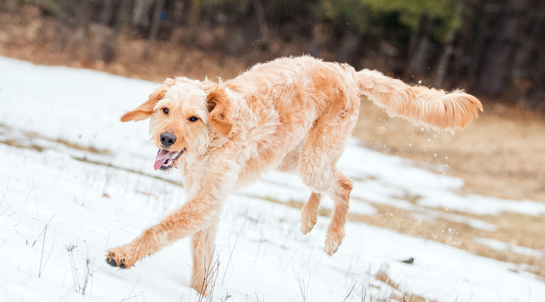 Large goldendoodle Aurora runs through the snow