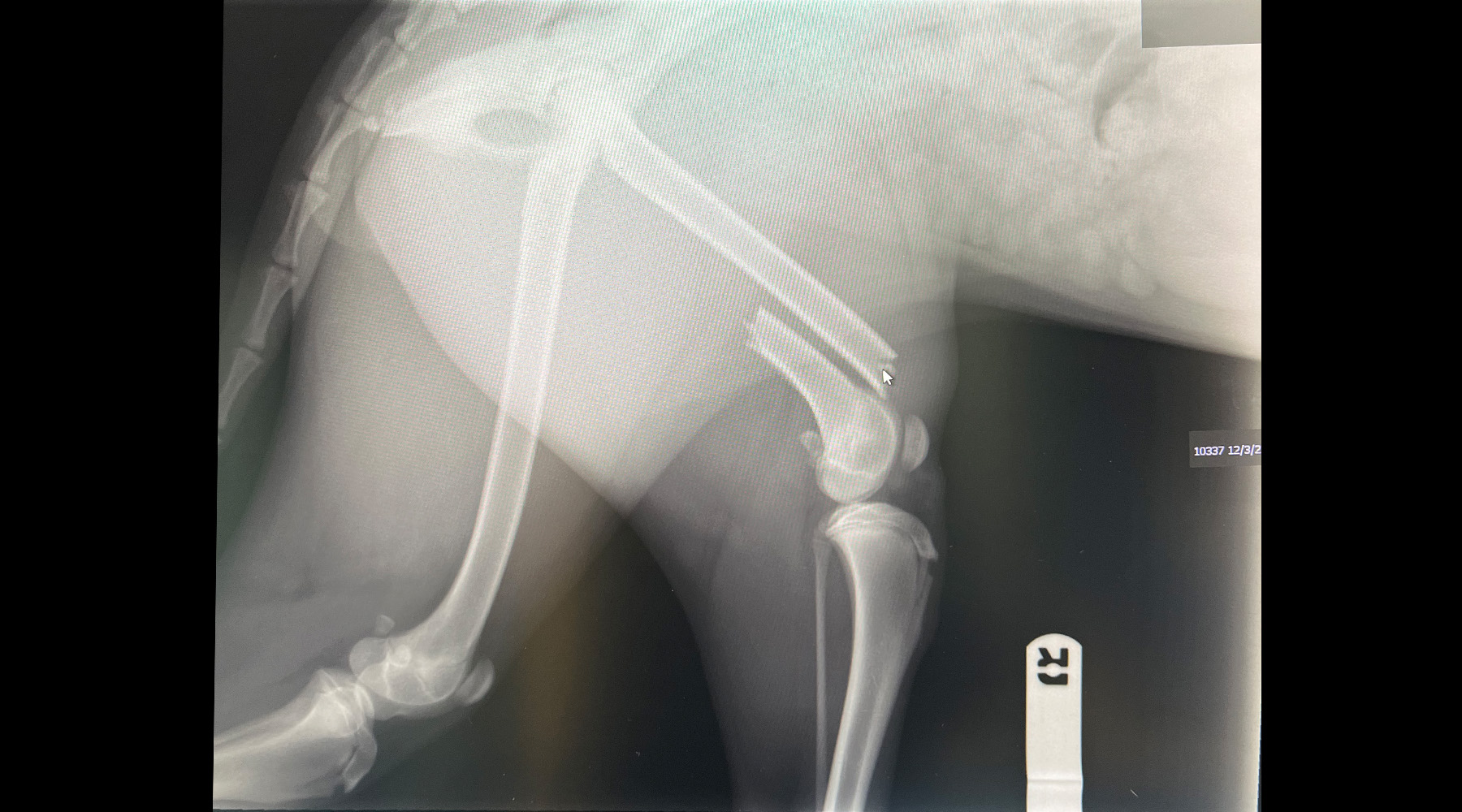 X-ray of Aurora's leg injury