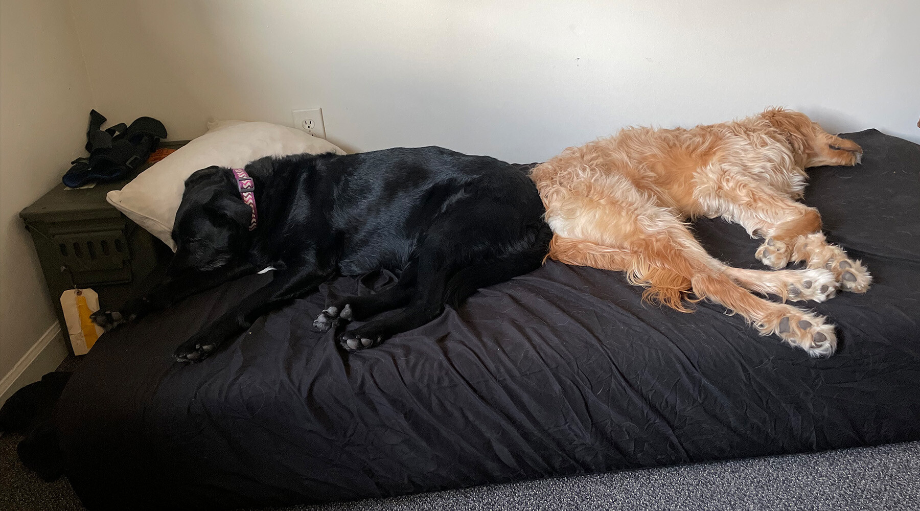 Aurora and Belle share a nap on a bed