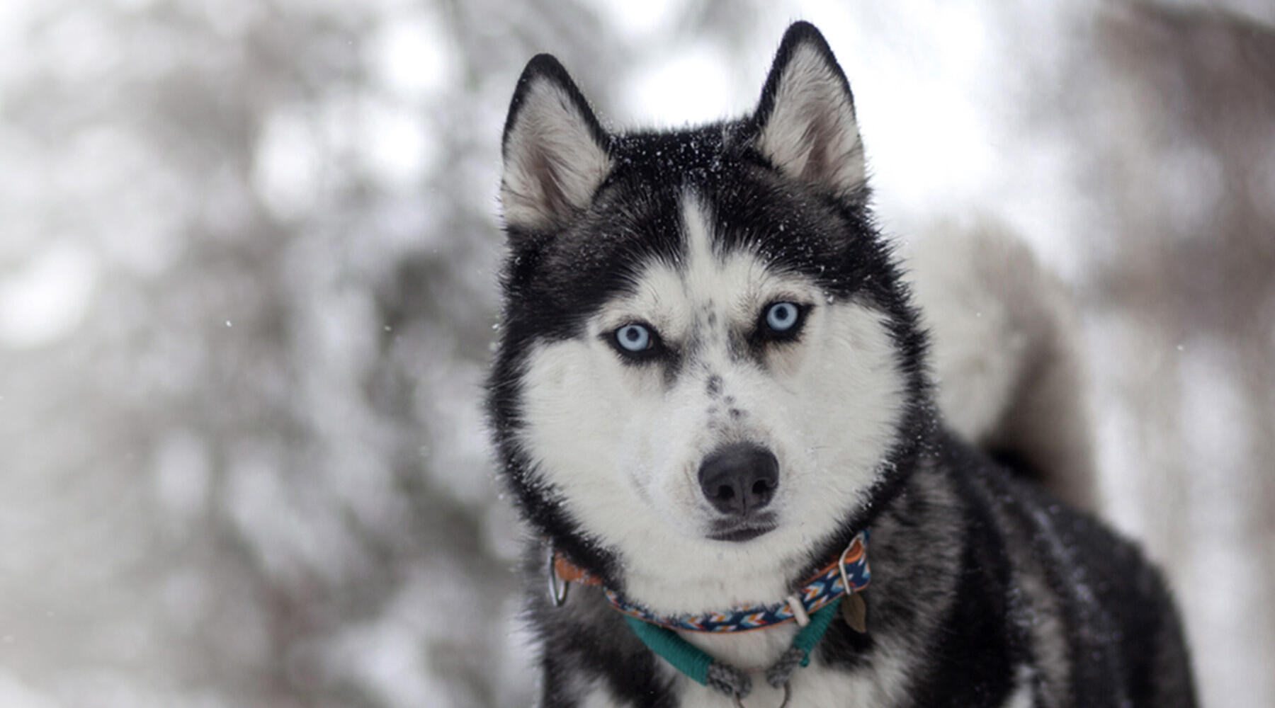 Close  up of a white and black siberian husky on a snowy background