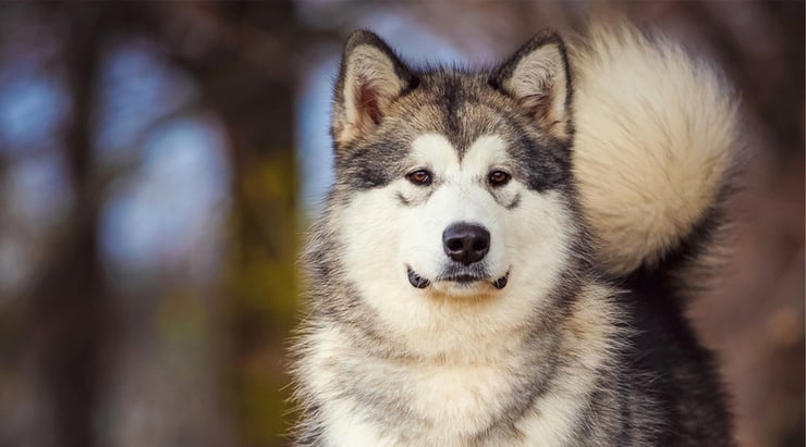 Close up of an alaskan malamute