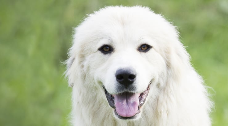 Close up of a Great Pyrenees