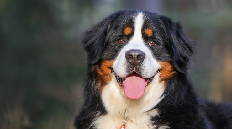 Close up of a Bernese mountain dog