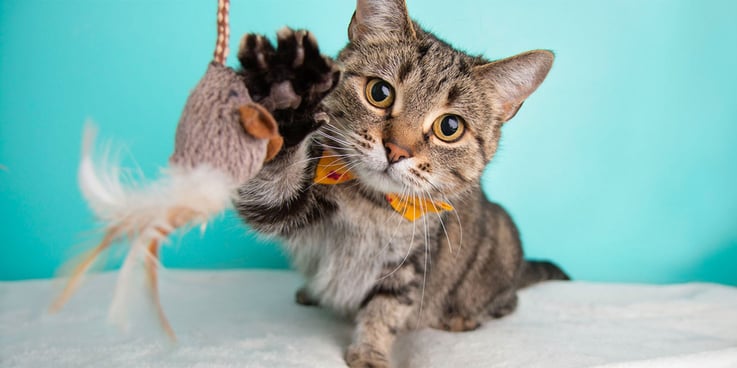 Cat reaches for a dangling toy