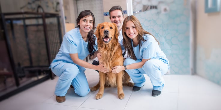 Happy Golden retriever sits surrounded by three veterinary professionals at a veterinary practice