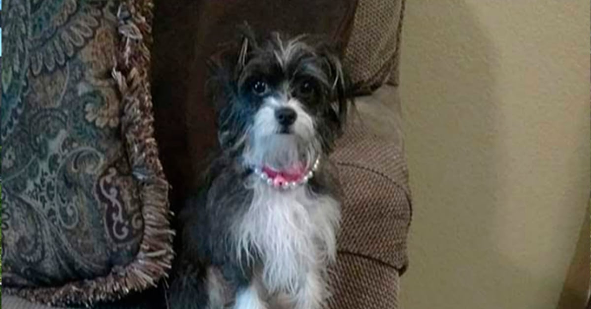 Zoey Morkie rescue dog