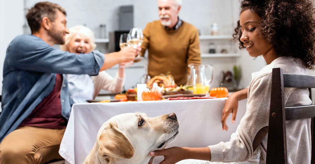 dog with guests