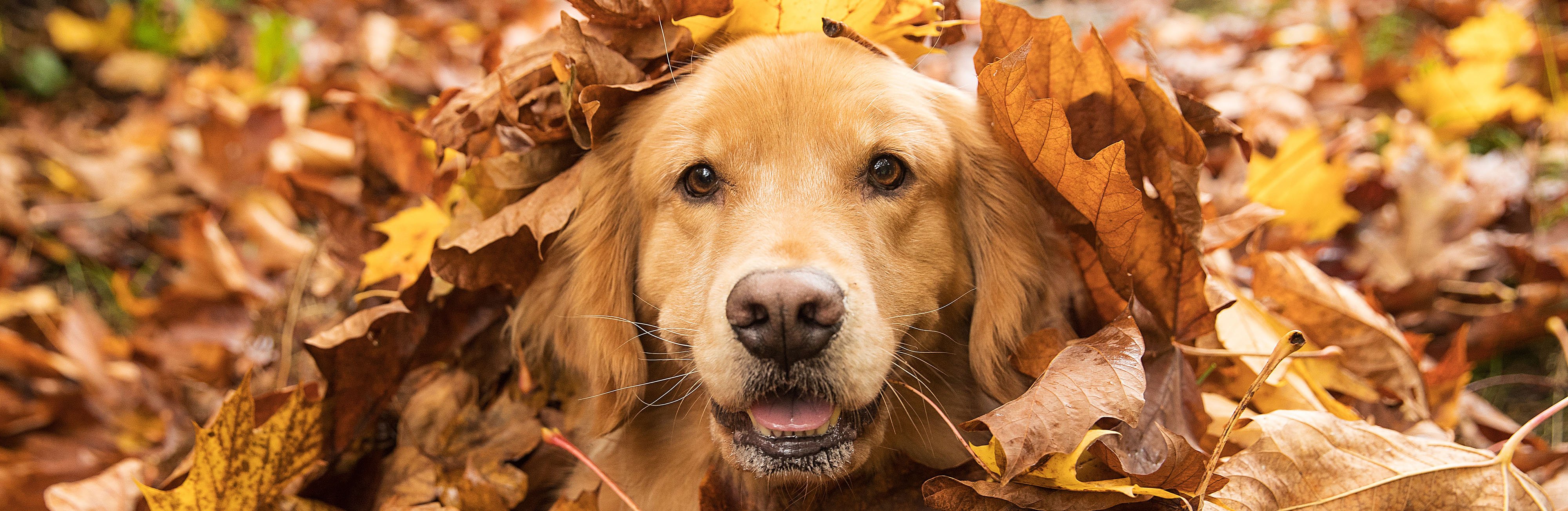 Fall seasonal pet safety tips