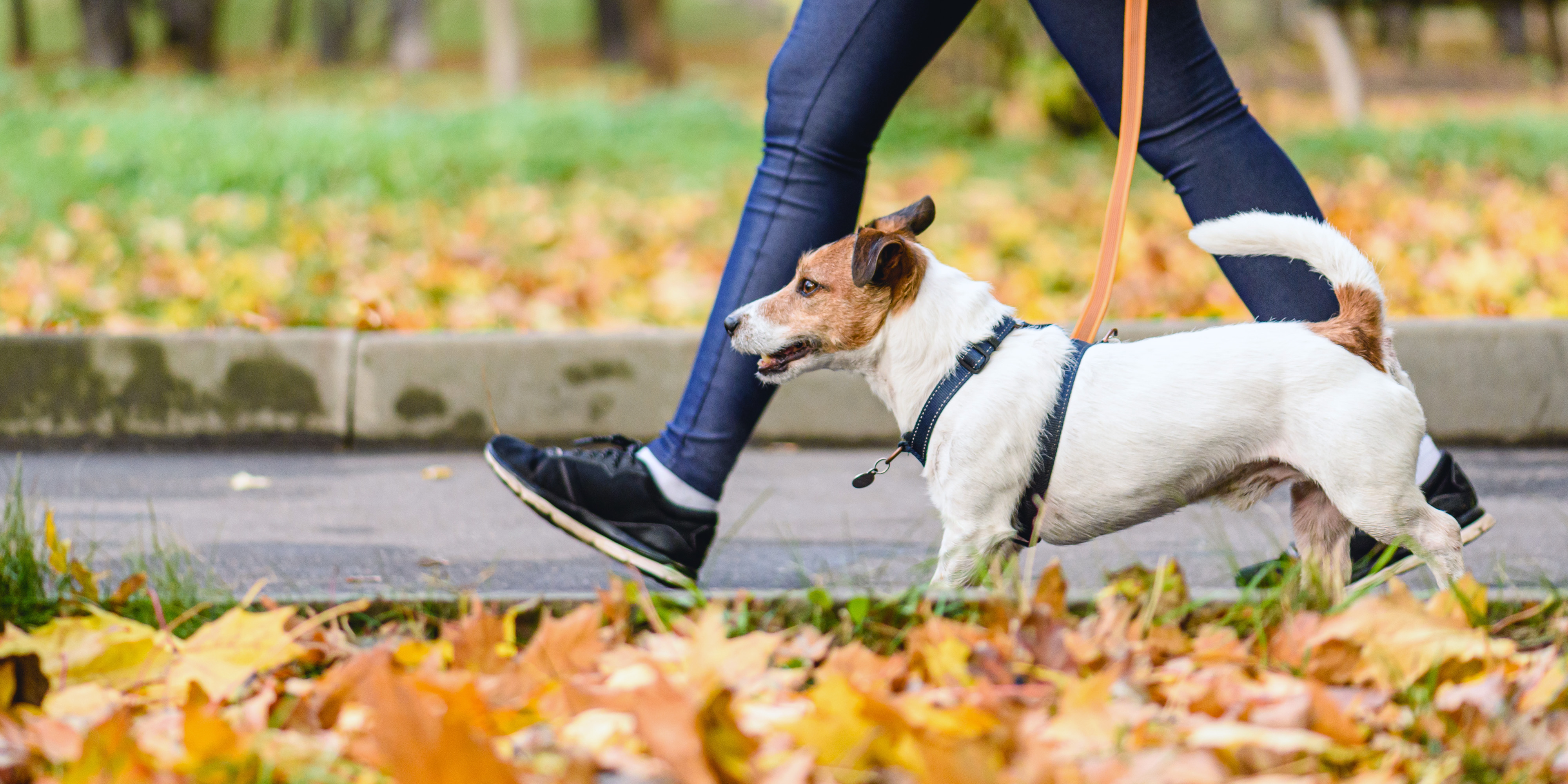 Walk into fall