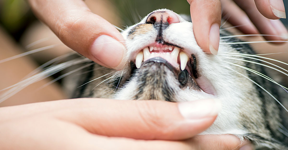 How to brush your pet’s teeth (and why you should!)